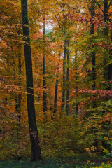 Obraz premium Path in the forest in fall, with colorful foliage