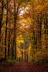 Path in the forest in fall, with colorful foliage