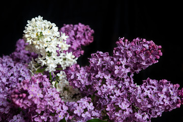 Blossom white and purple lilac close up isolated on the black background.
