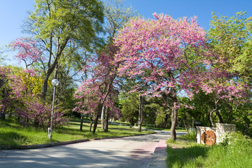 Cercis tree in blossom, cercis sililuastrum, Saints Constantine and Helena resort, Bulgaria.