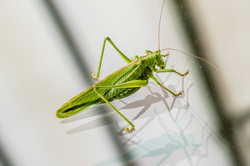 Heupferd auf Glas