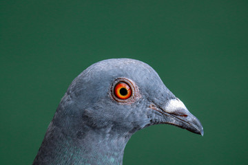 close up of a pigeon
