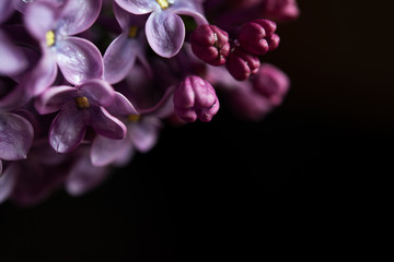 Fototapeta na wymiar Blossom white and purple lilac close up isolated on the black background.