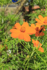Pretty flowers called Sulfur Cosmos. Tropical Flowers.
