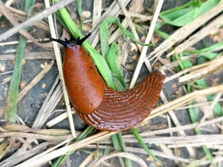 Red Spanish slug invasion in gardens in Europe. Arion lusitanicus. Garden problem, pest concept