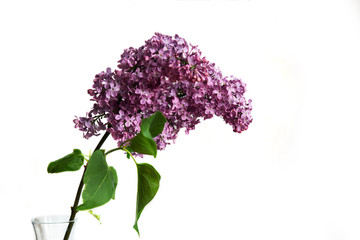 Blossom white and purple lilac with leaves isolated on the white background with copy space.