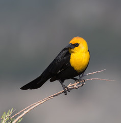 yellow headed blackbird