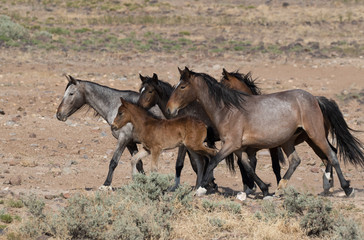 wild horse, feral horses