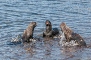 Naklejka premium Northern Fur Seal (Callorhinus ursinus) at hauling-out in St. George Island, Pribilof Islands, Alaska, USA