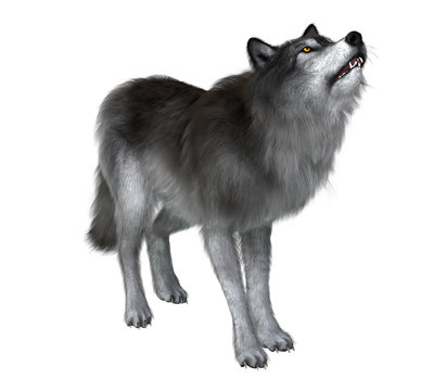 Dire Wolf Howling - A grey Dire Wolf howls to keep in touch with his wolf pack during the Pleistocene Period of North America.