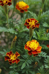 Beautiful plant called Marigold in the garden. Pretty flowers.
