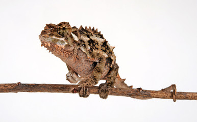 Spiny-flanked chameleon / Seitenstachelchamäleon (Trioceros laterispinis) © bennytrapp