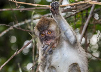 Macaque Monkey in the trees along the Kinabatangan River in Borneo