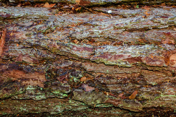 pine bark background, top view