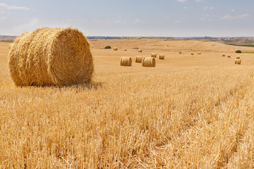 Fototapeta premium roll of Straw on a harvested field with blue sky