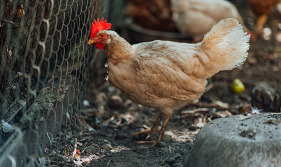 Chickens on dried grass in enclosure. White hens walking on heap of dried grass in enclosure on summer day on farm