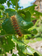 caterpillar on a leaf