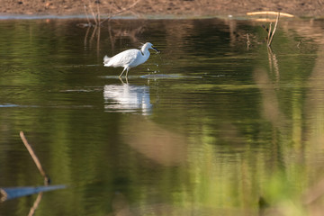 Snowy Egret holding a minnow in its beak that it just caught