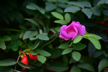 Red and delicate rosehip flowers with berries on a green Bush