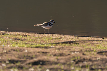 Tiny Killdeer bird walking by the water on a lake shore