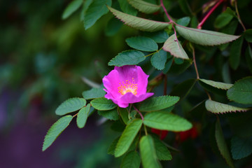 Red and delicate rosehip flowers with berries on a green Bush