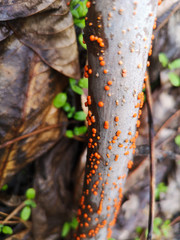 Obraz premium orange tree bark
