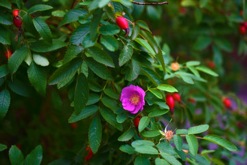Obraz premium Red and delicate rosehip flowers with berries on a green Bush