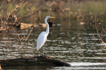 Great White Egret standing on fallen tree near lake shore