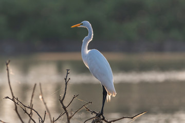 Great White Egret standing on a small branch in a dead tree