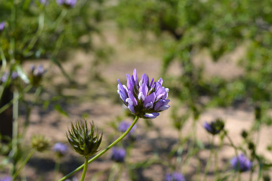 Purple wildflower. Pitch trefoil, also known as Psoralea bituminosa or Treacle clover.