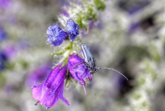 Phytoecia caerulescens is a species of beetle in the family Cerambycidae.  It has a wide distribution in Europe, and has been introduced into Australia. It feeds on  viper's bugloss (Echium vulgare).