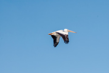 The American White Pelican (Pelecanus erythrorhynchos) on Salton Sea, Imperial Valley, California, USA