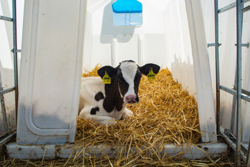 the calf lies on the straw in the plastic house