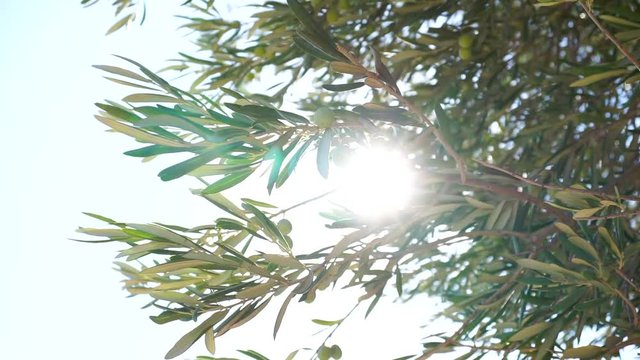 Olive tree with sunlight beams