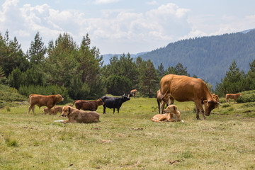 Fototapeta na wymiar Cows eating grass on mountain pasturage in Pirin National Park, Bulgaria