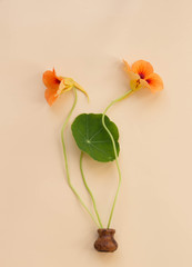 Bouquet flowers nasturtium in a clay vase on a  beige pastel paper background. Top view, floral background. Minimalism.