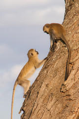 two monkeys climbing a tree