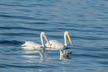 The American White Pelican (Pelecanus erythrorhynchos) on Salton Sea, Imperial Valley, California, USA