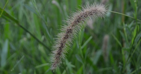 spike of wild plants in the field