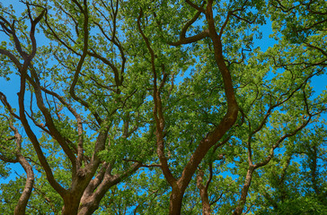 Branches of a trees with foliage on the background of a blue sky