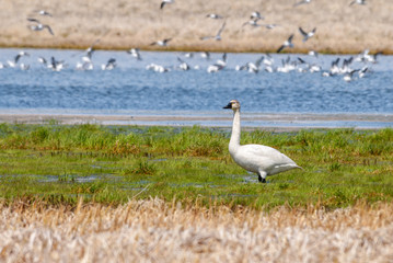 Whistling Swan (Cygnus columbianus) at St. George Island, Pribilof Islands, Alaska, USA