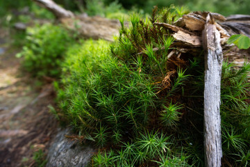Tree roots and moss