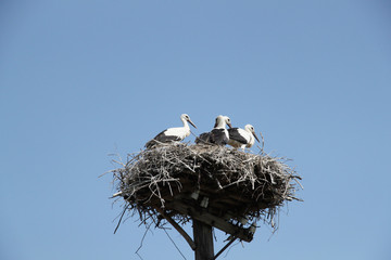 stork in the nest