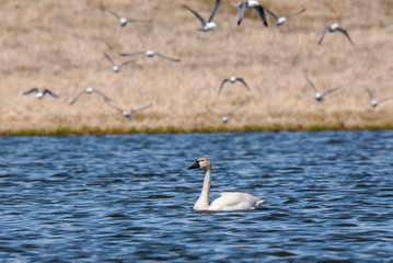 Whistling Swan (Cygnus columbianus) at St. George Island, Pribilof Islands, Alaska, USA