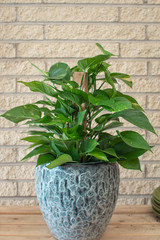 Pothos Totem