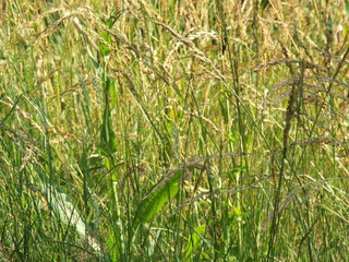 green grass in a field