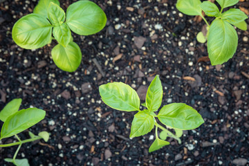 Naklejka premium Basil