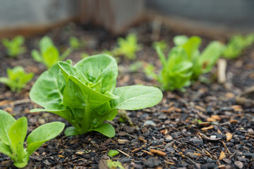 Lettuce Growing