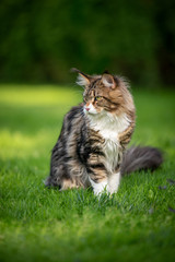 Naklejka na ściany i meble beautiful tabby white fluffy maine coon longhair cat standing on lawn outdoors in garden