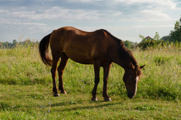 Fototapeta na wymiar A close-up of a brown horse grazing in a meadow in summer.